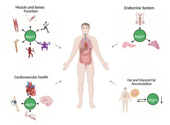 Teil 5 Warum dein Darm über deine Gesundheit entscheidet